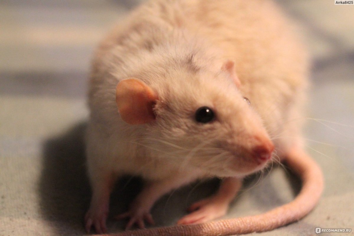 Крыса Дамбо Липецк