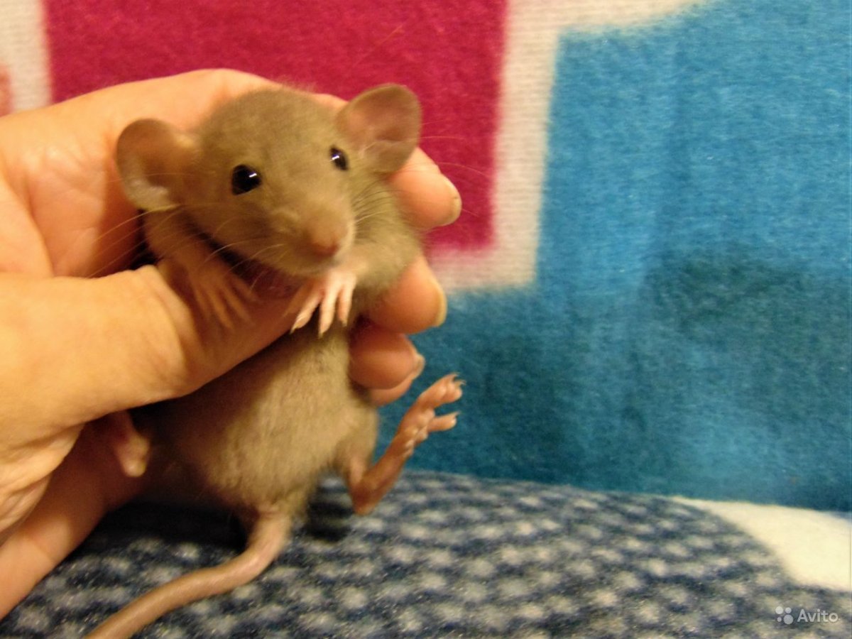 Белая крыса Дамбо мальчик