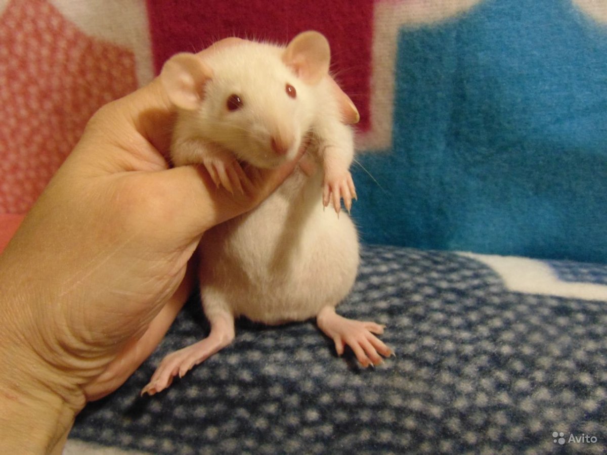 Декоративные крысята Дамбо