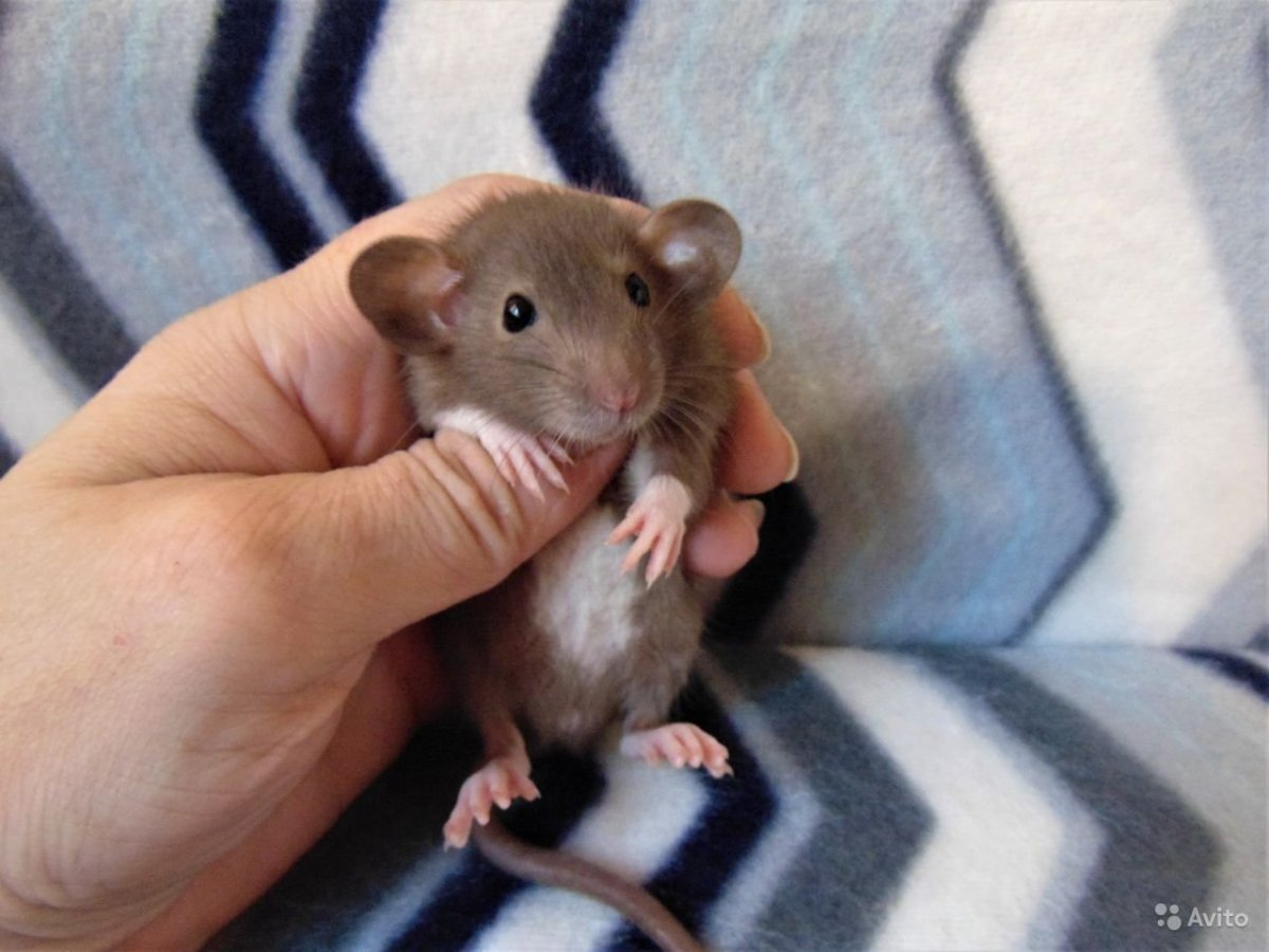 Крысы Дамбо взрослые