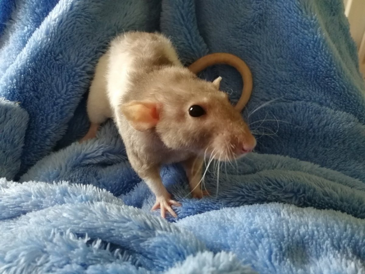 Декоративные крысы породы Дамбо