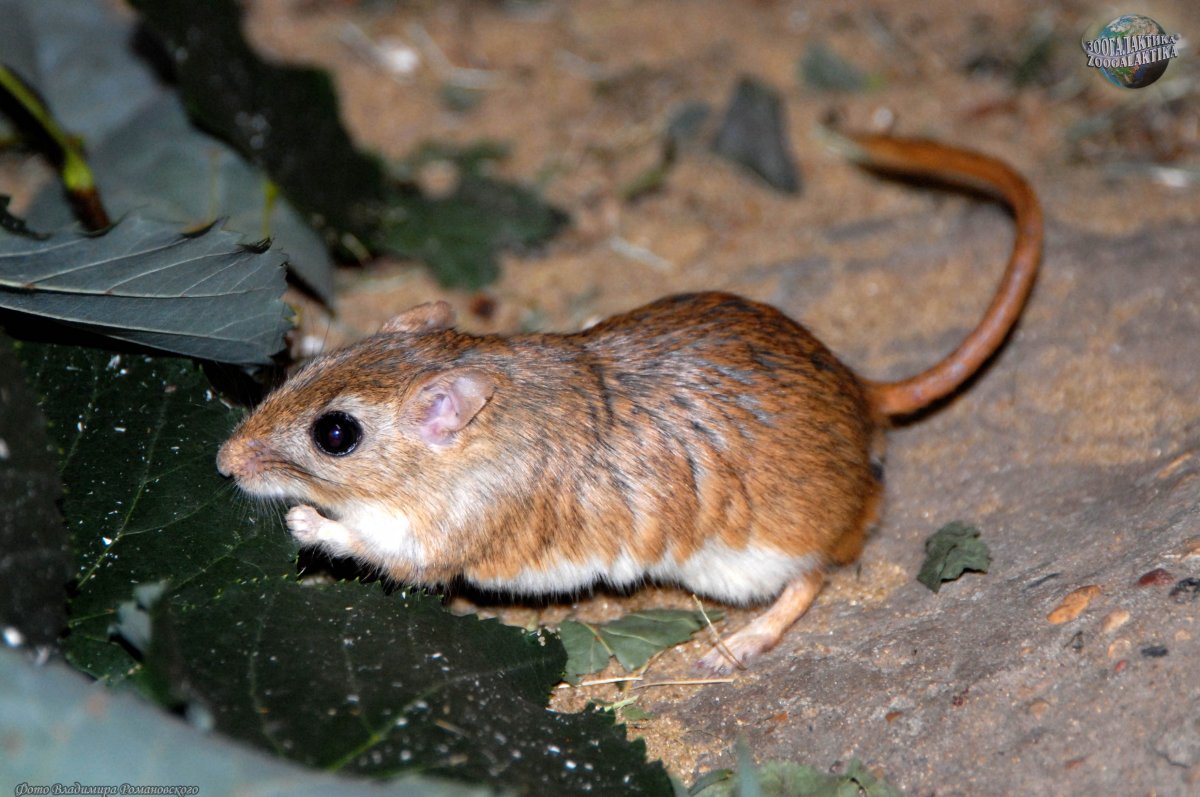 Гребенщиковая Песчанка