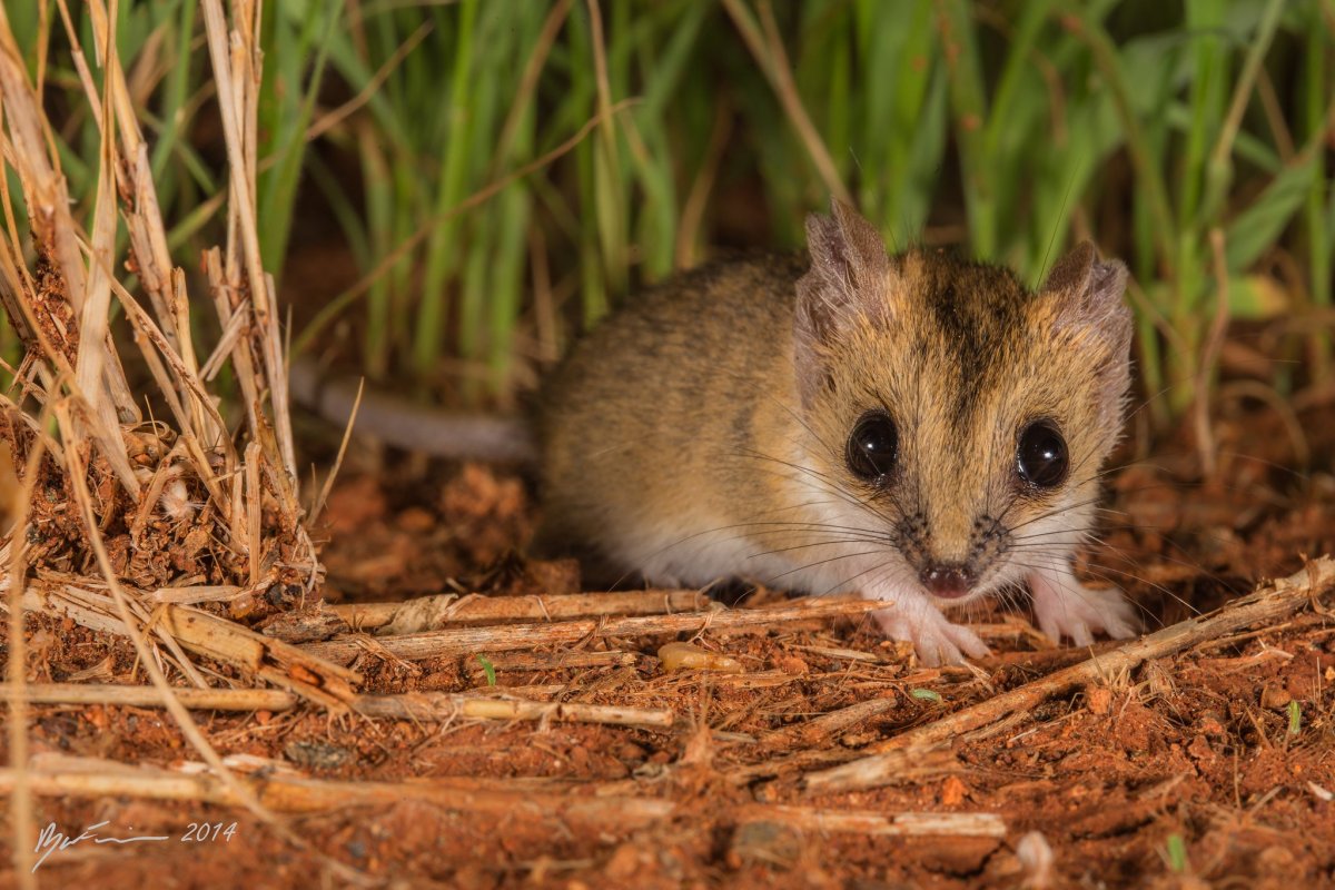 Жирнохвостая сумчатая мышь