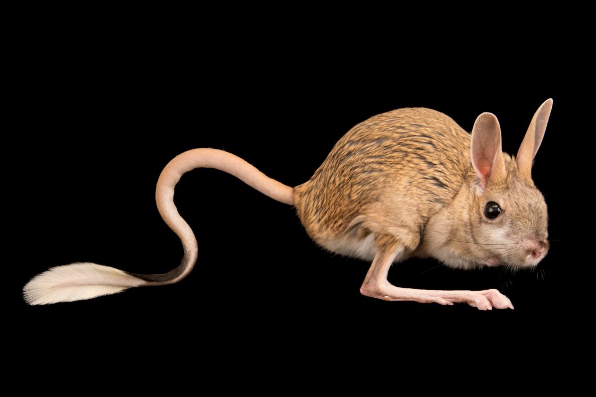 Тушканчик яйцетряс