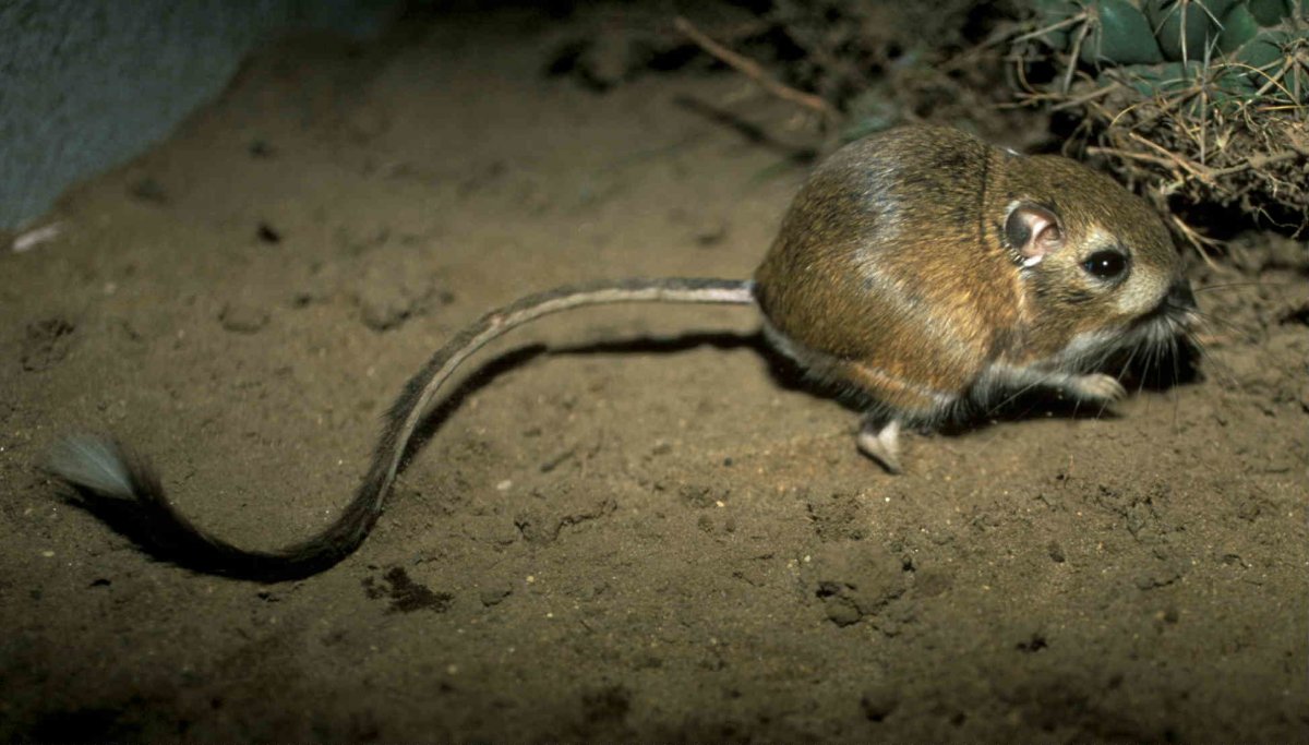 Кенгуровый прыгун Морро