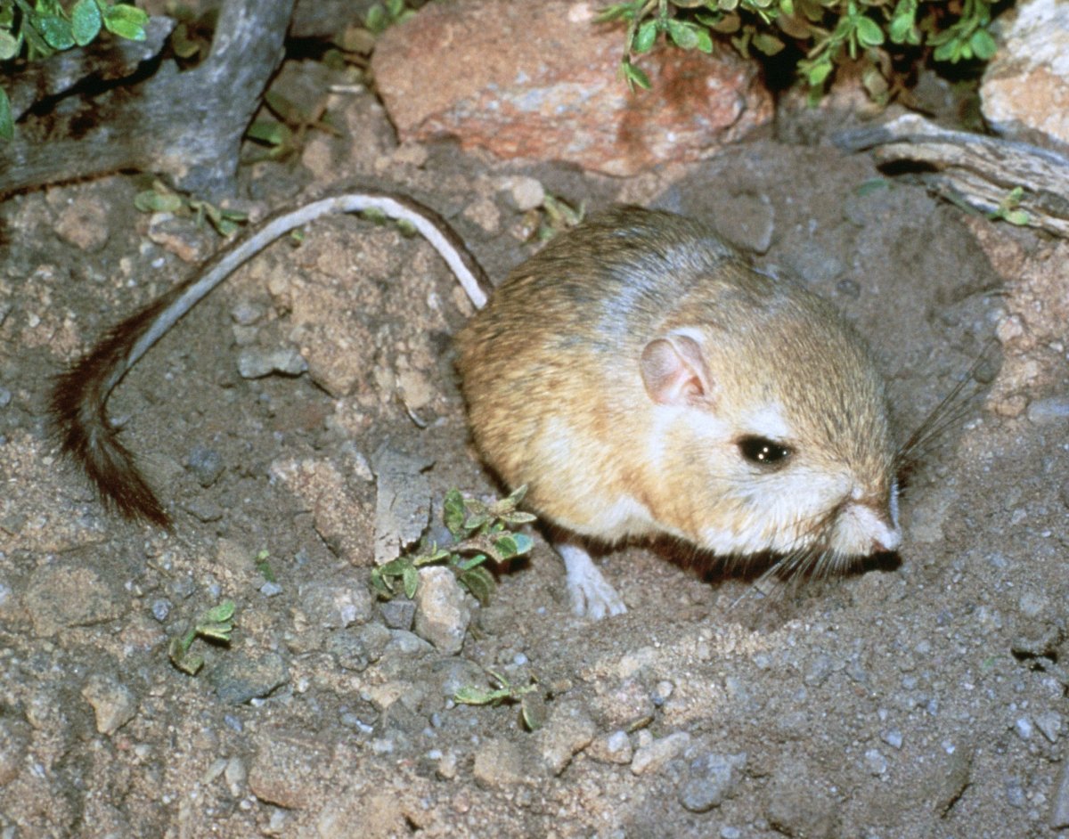 Животные Грызуны Мексика