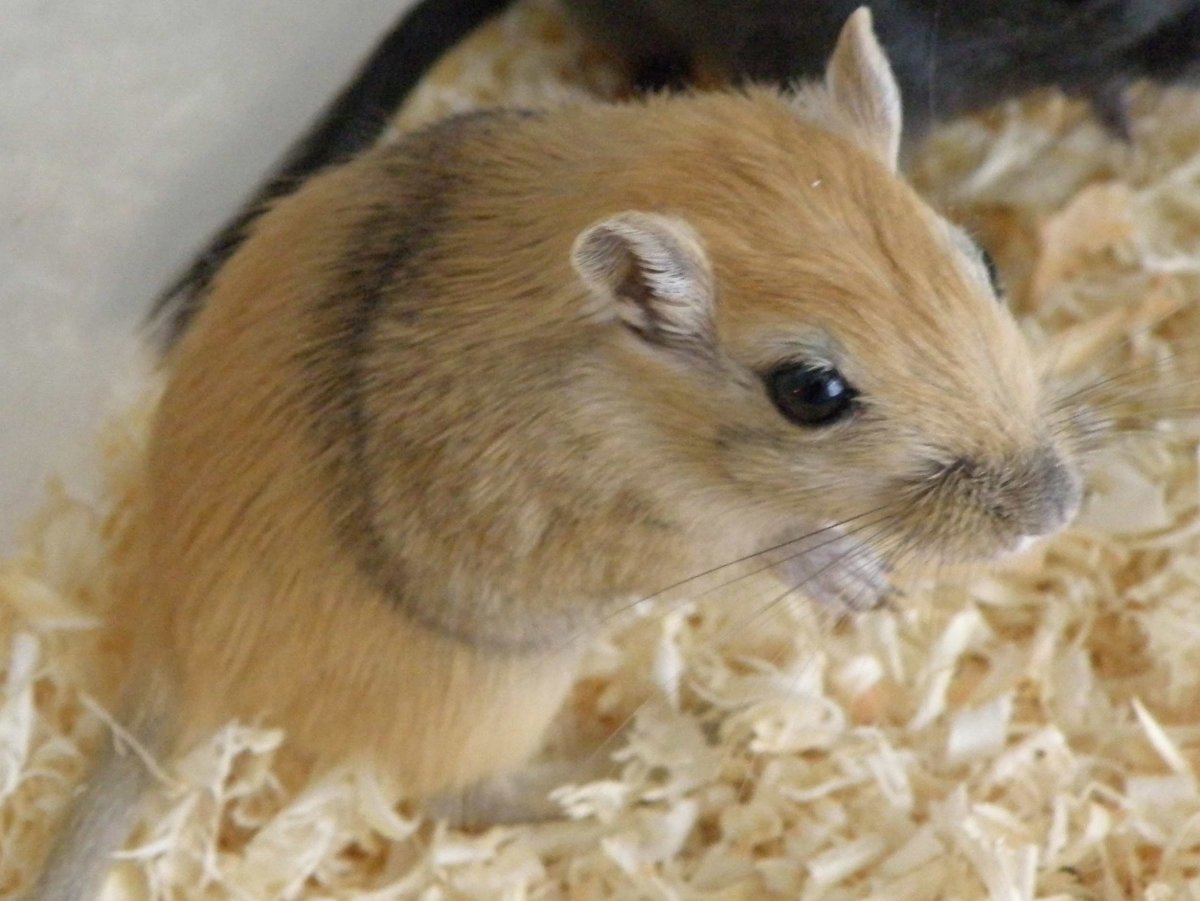 Тушканчик трехпалый карликовый