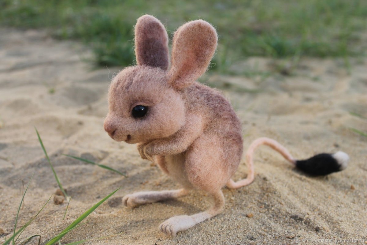 Мышеобразные Грызуны