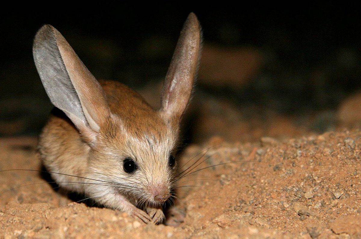 Gerbil Песчанка