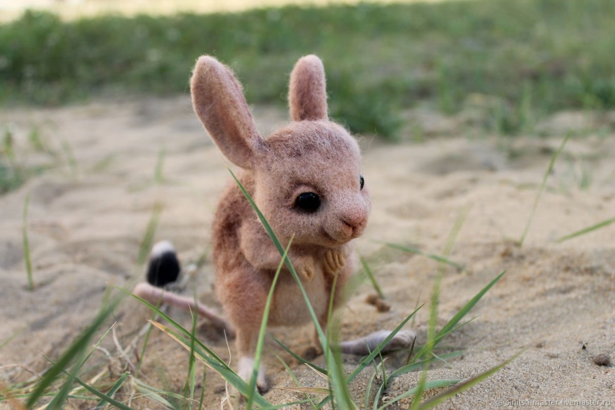 Мадагаскарский тушканчик