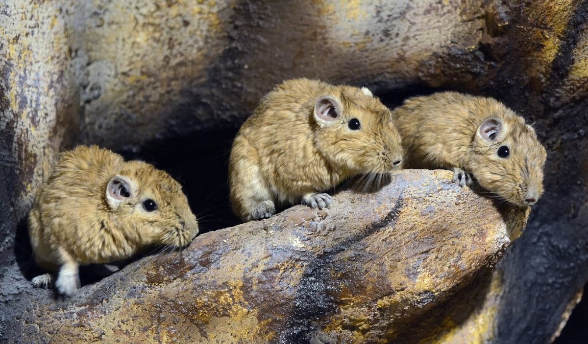 Египетский тушканчик