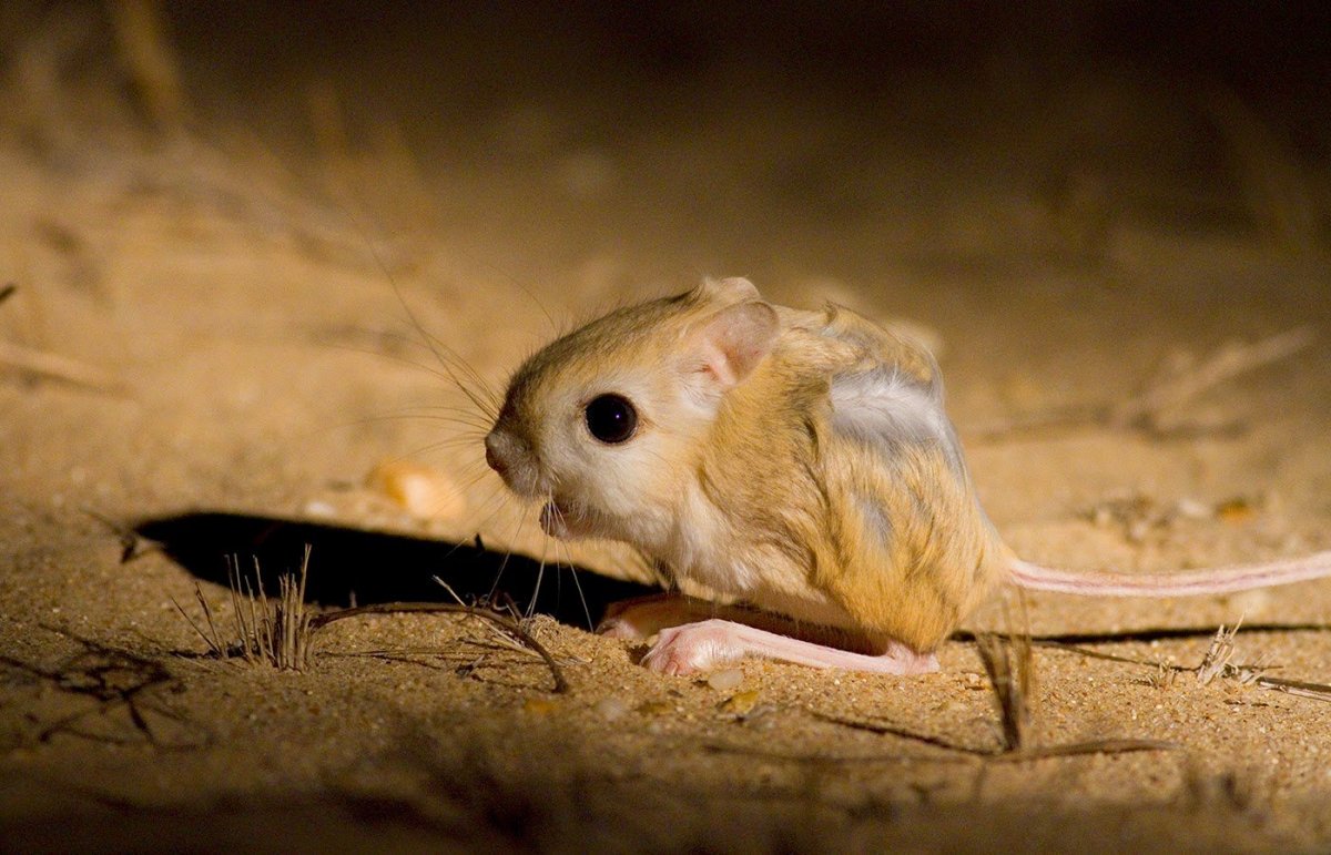 Тушканчик Северцова