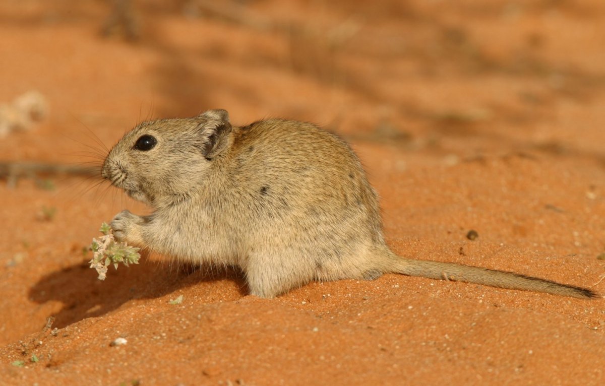 Бешеный тушканчик