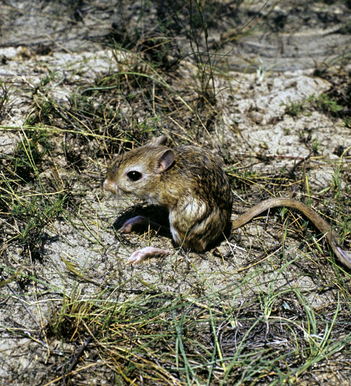 Ночной образ жизни тушканчика