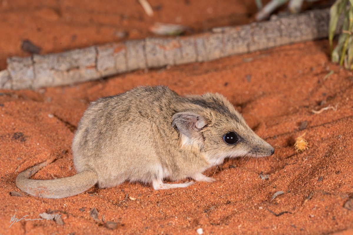 Песчанка обыкновенная