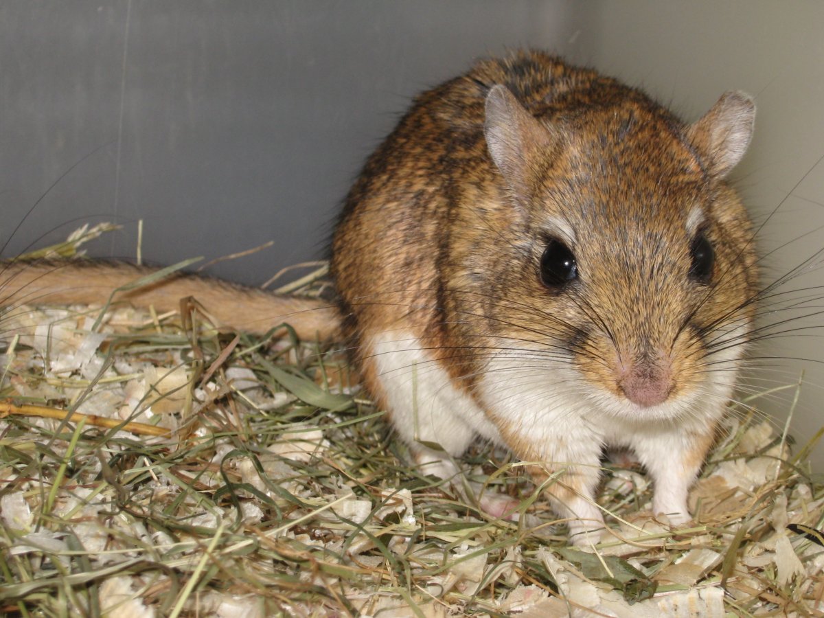 Пятипалый карликовый тушканчик