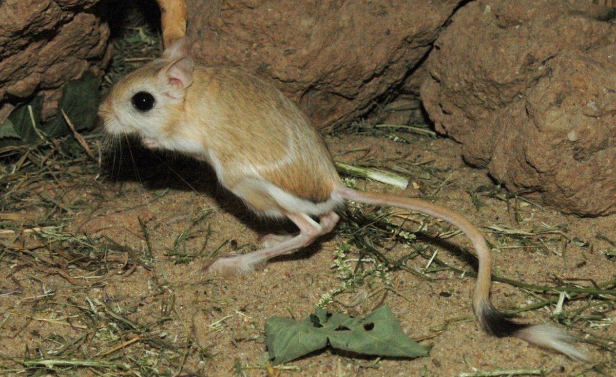 Тушканчик Степной