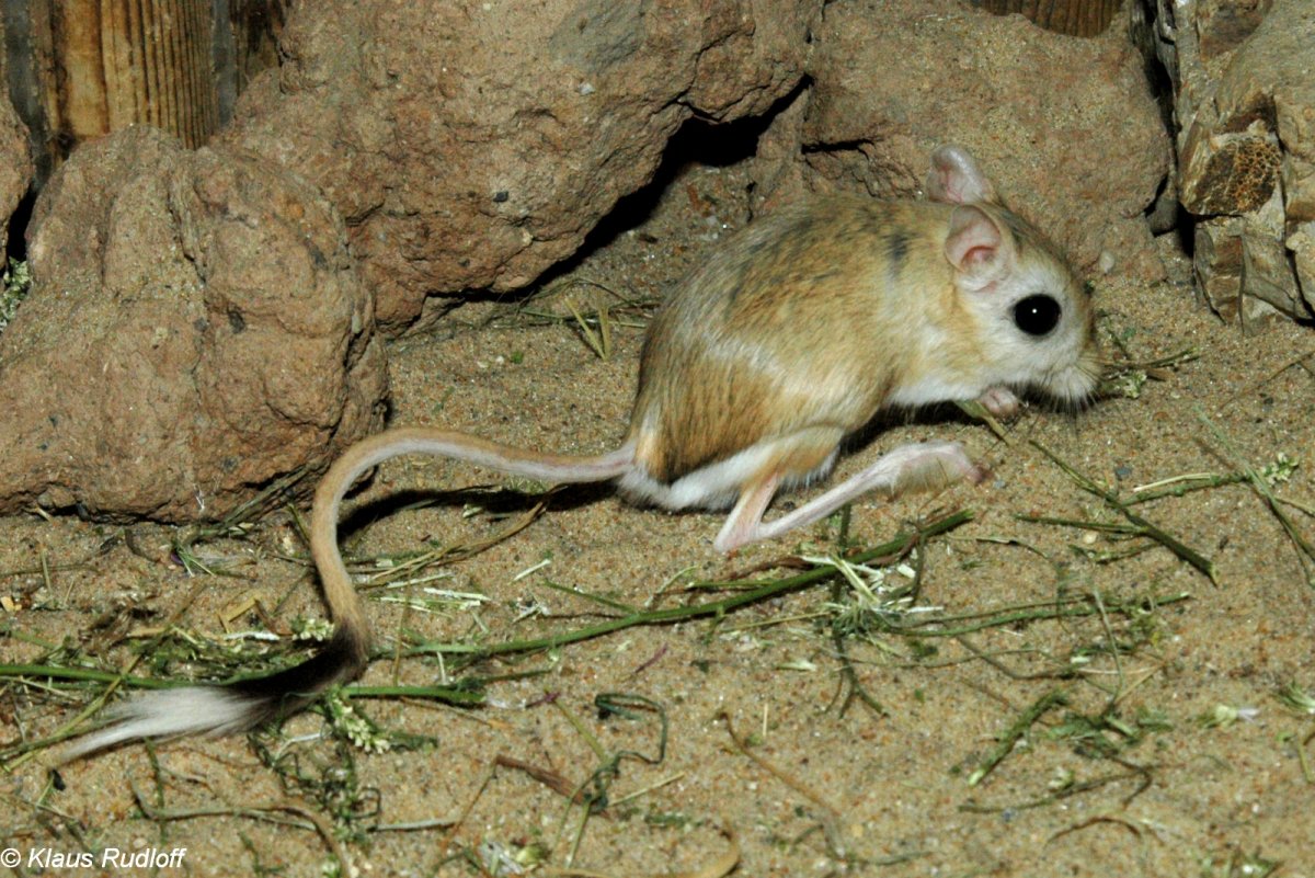 Дикие Грызуны