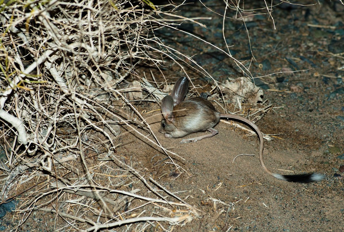 Тушканчик трехпалый карликовый