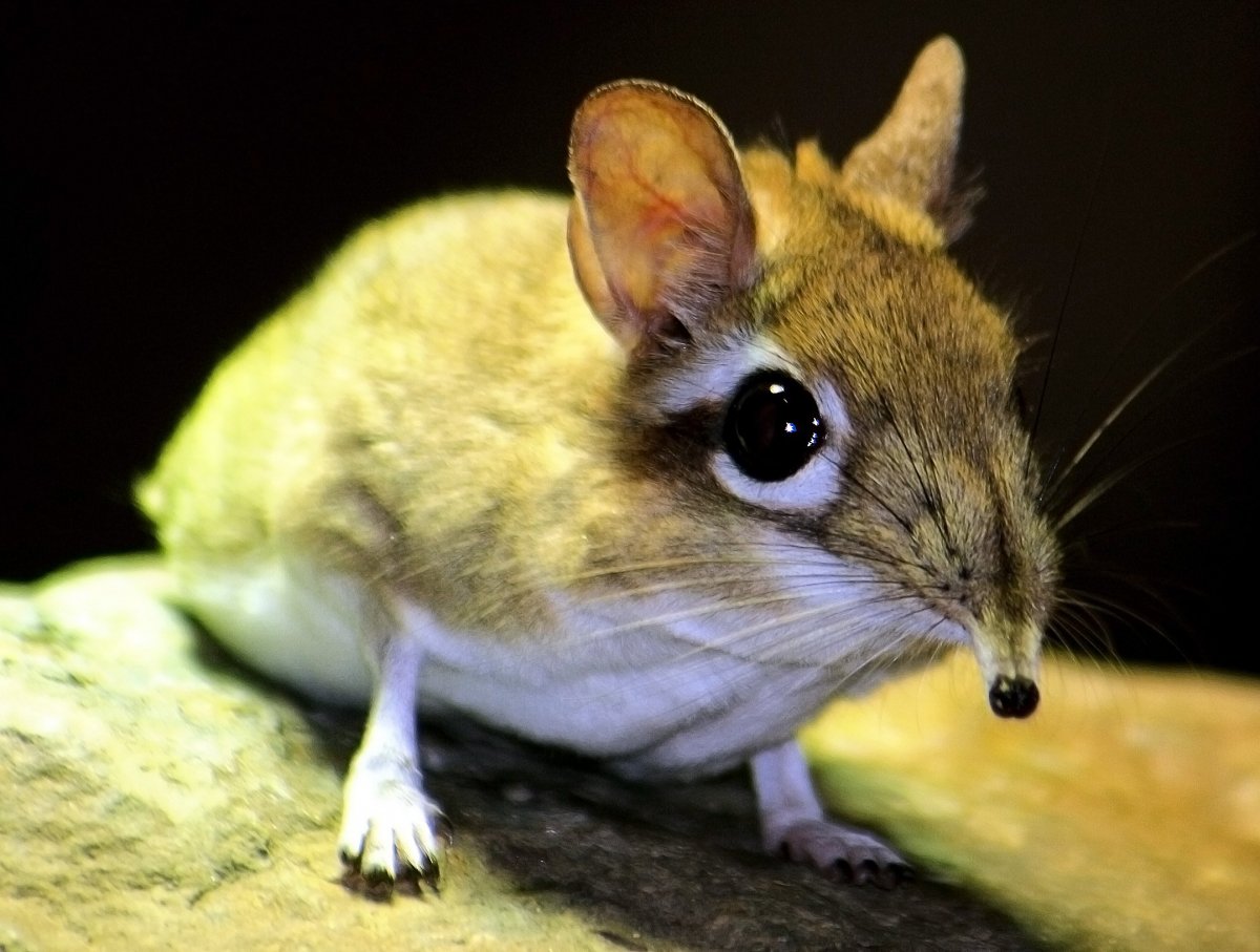 Емуранчик обыкновенный