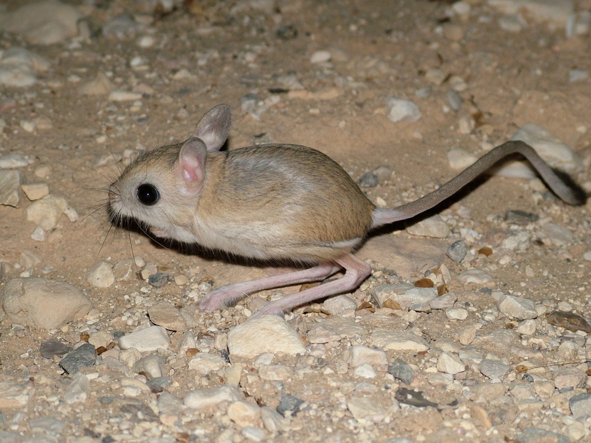 Тамарисковая Песчанка