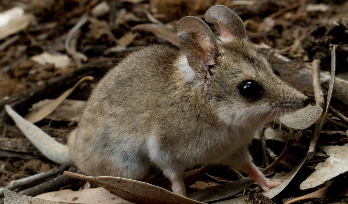 Мохноногий тушканчик (dipus Sagitta)