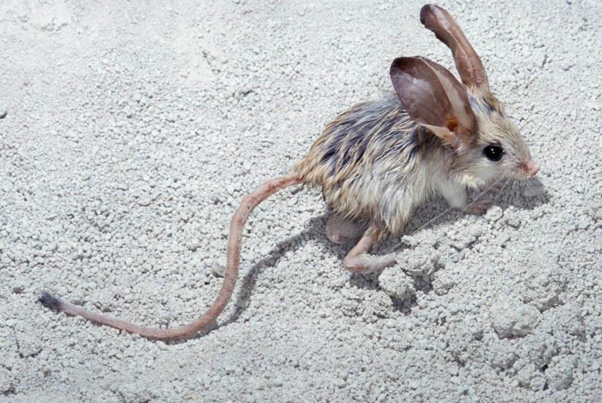 Песчанка пустынная