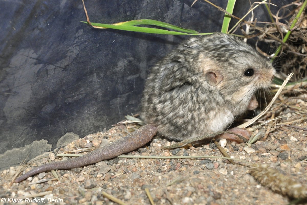 Туркменский тушканчик - jaculus turcmenicus