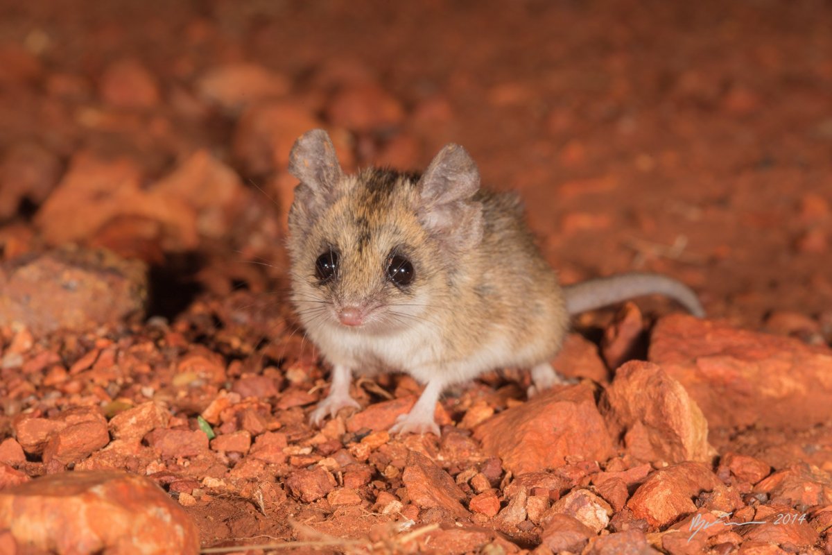 Тушканчик Крымский