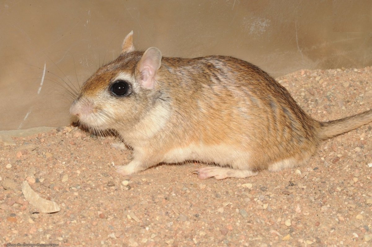 Земляной заяц Тарбаганчик