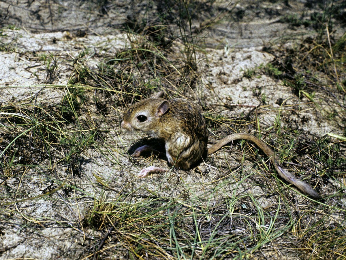 Смешной тушканчик