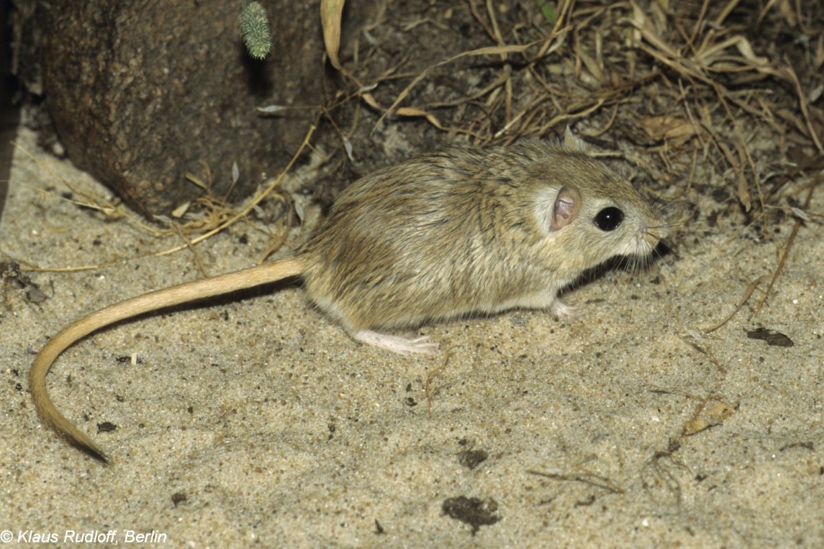 Дневная Песчанка (Psammomys obesus)