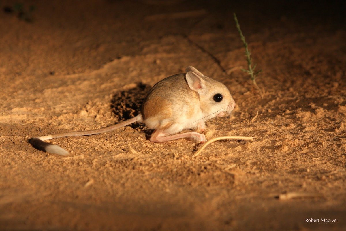 Карликовый жирнохвостый тушканчик