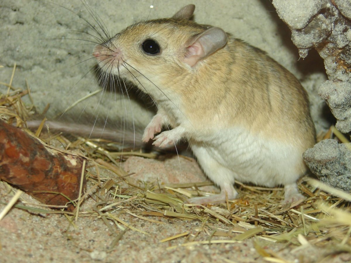 Песчанка пушистохвостая