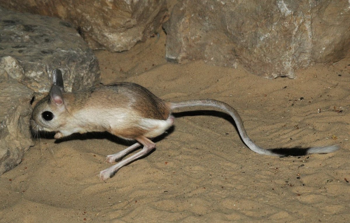 Персидская Песчанка