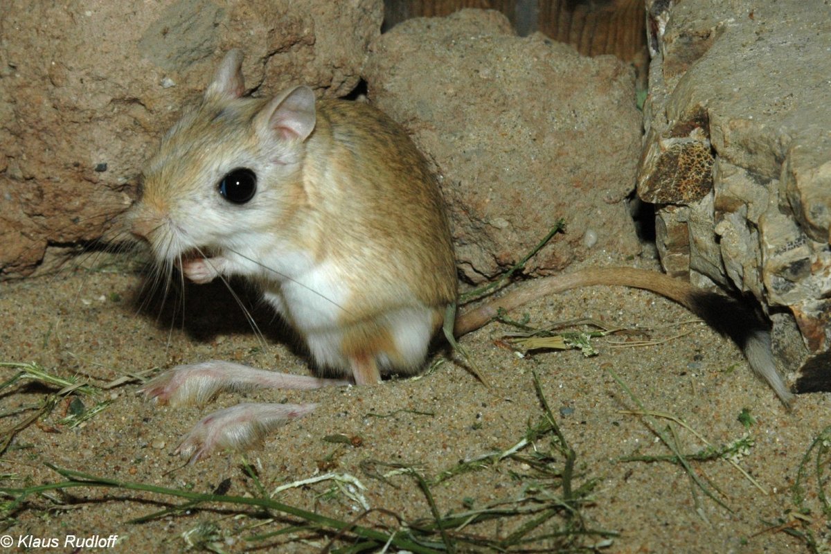 Альпийские полевки