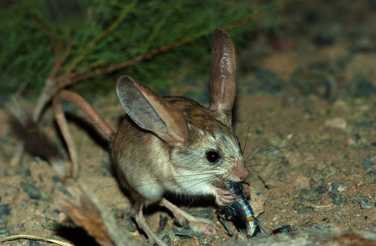 Жирнохвостая сумчатая мышь