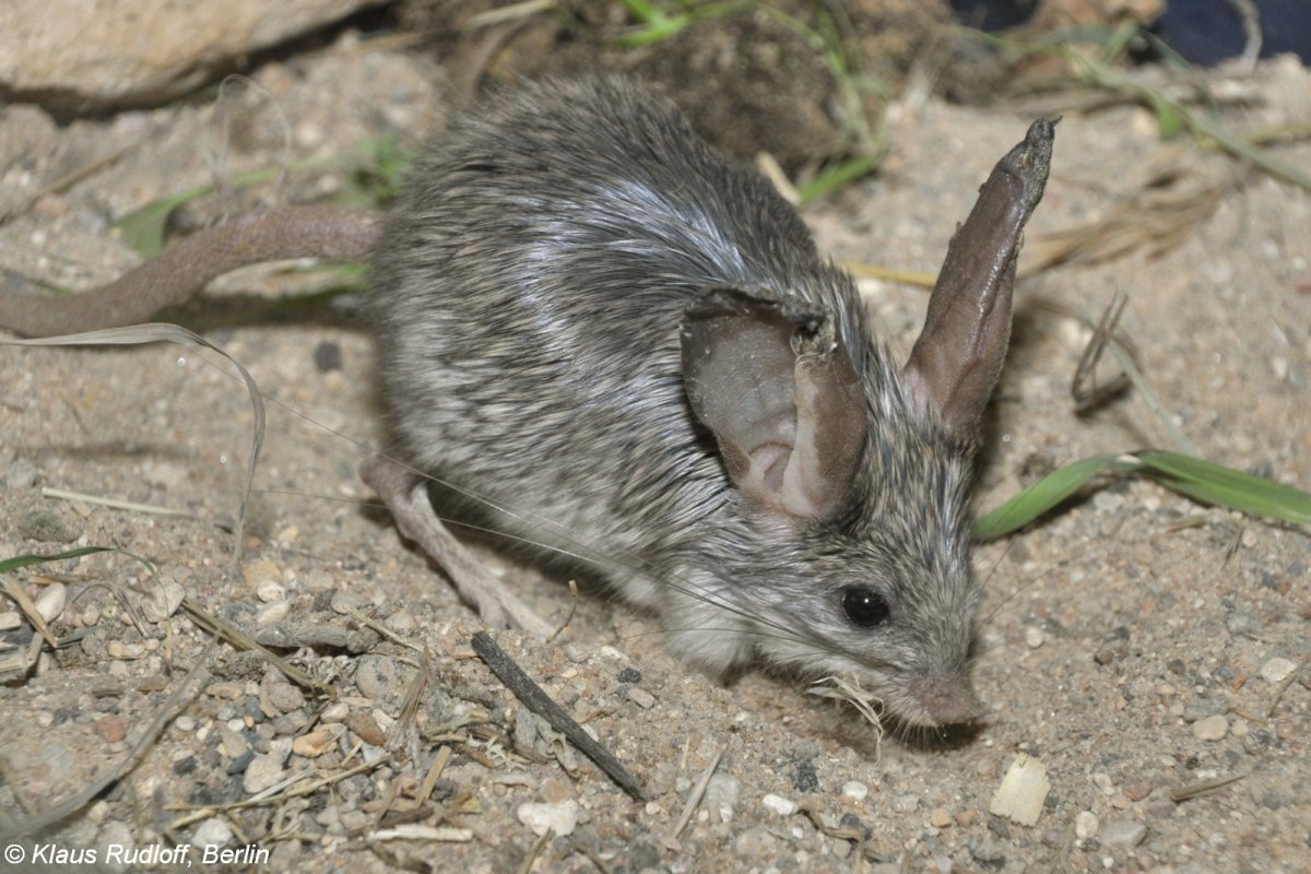 Мышь Песчанка