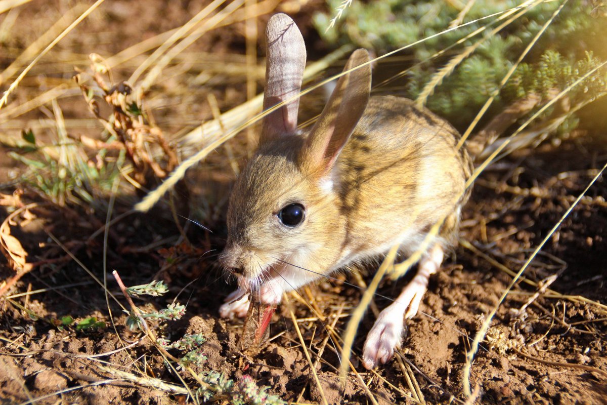Мохноногий тушканчик (dipus Sagitta)