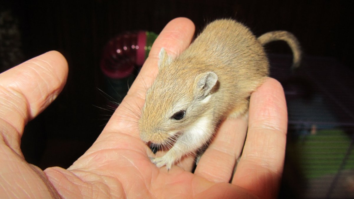 Рязанские тушканчик