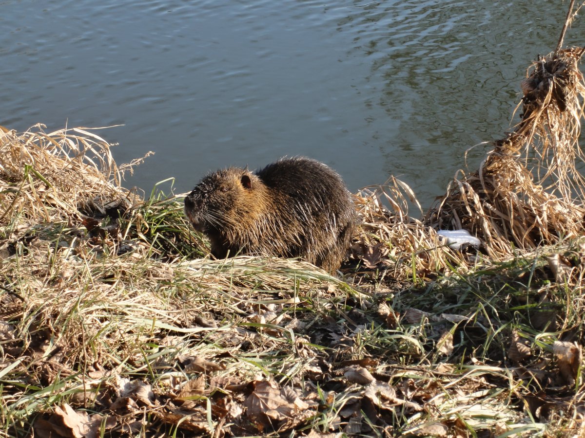 Хатка бобра