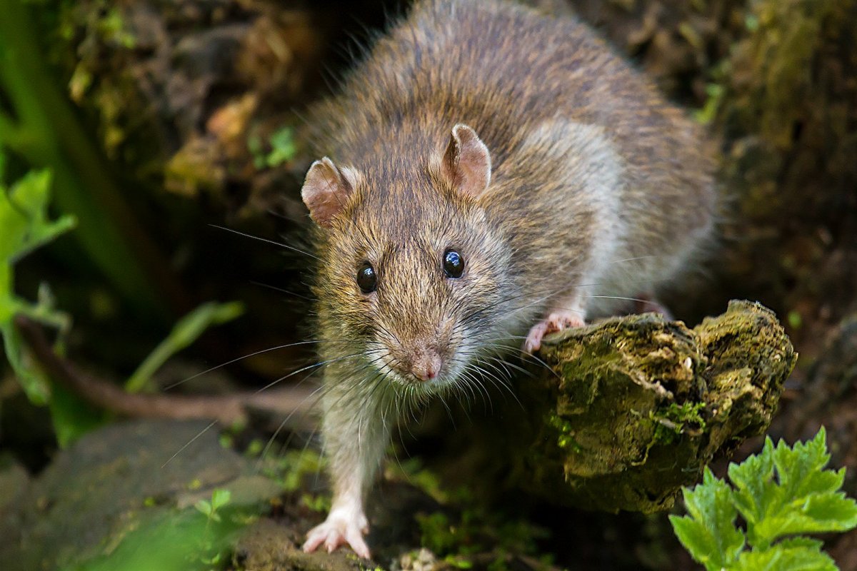 Грызун похожий на крысу