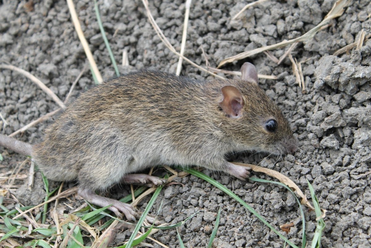 Семейство мышиные (Muridae)