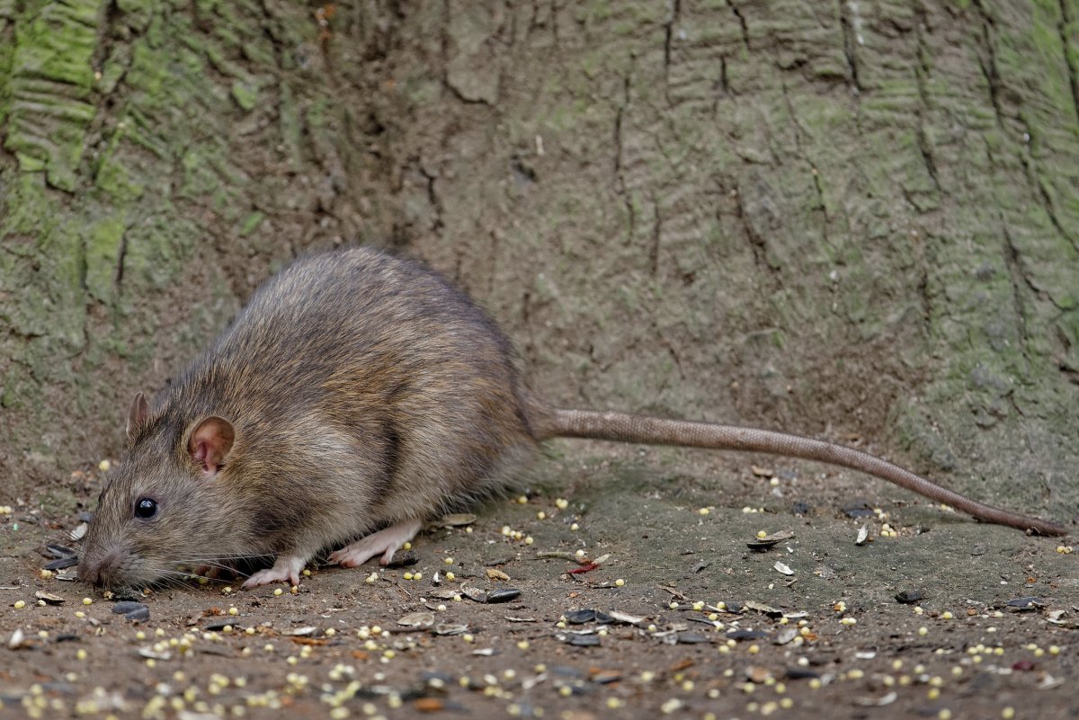 Туркестанская крыса