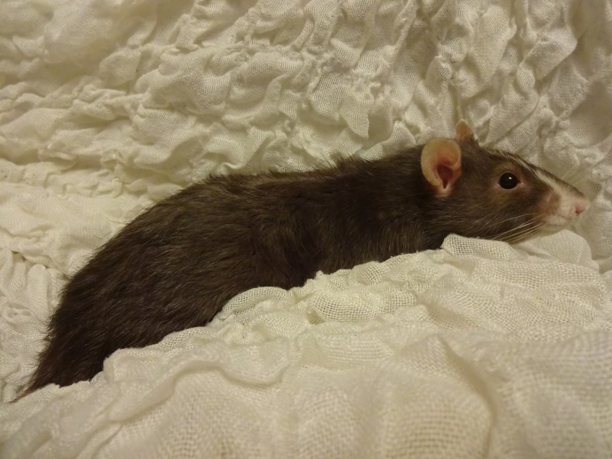 Мышь полевка в цветке