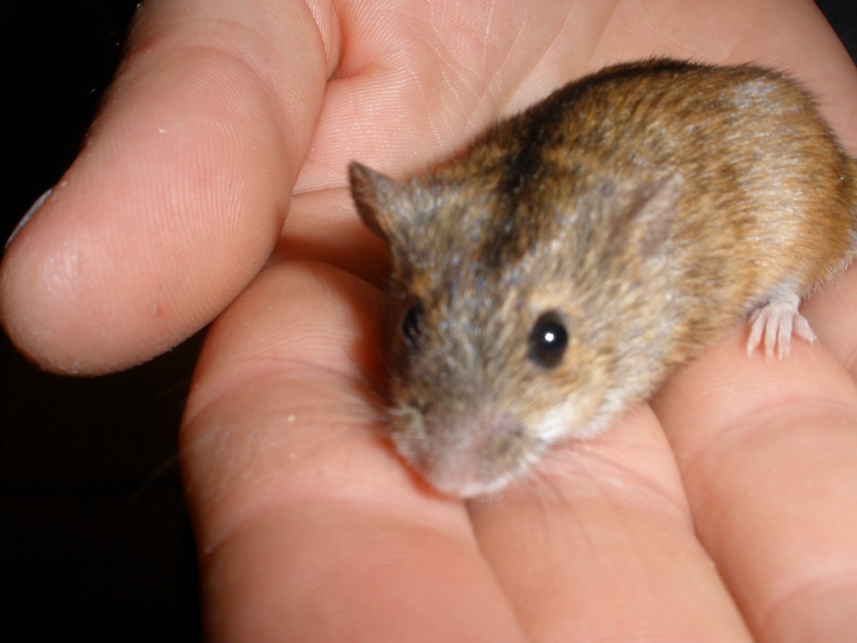 Мышь полевка на руке