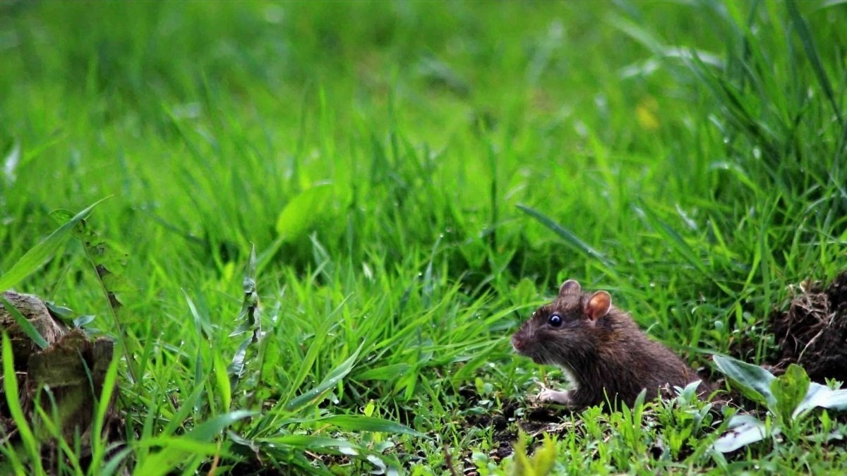 Крыса в траве
