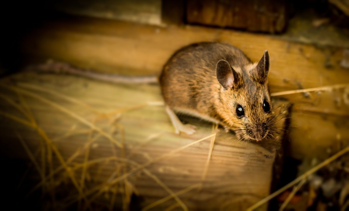 Мышь с цветами