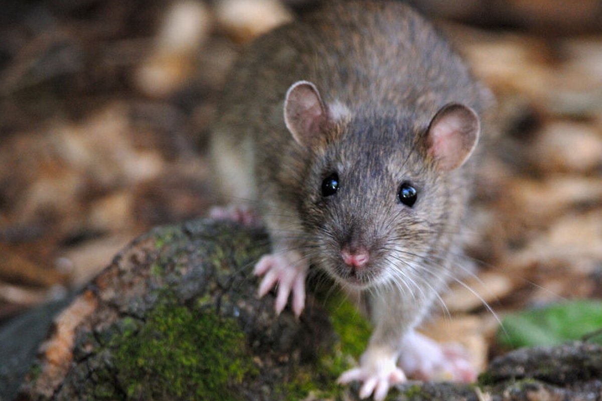 Серая крыса Пасюк