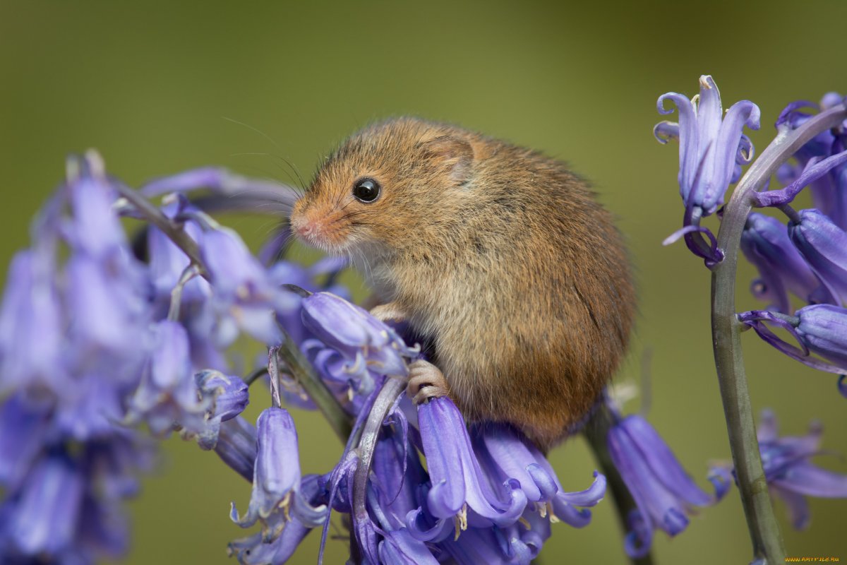 Серая крыса Пасюк